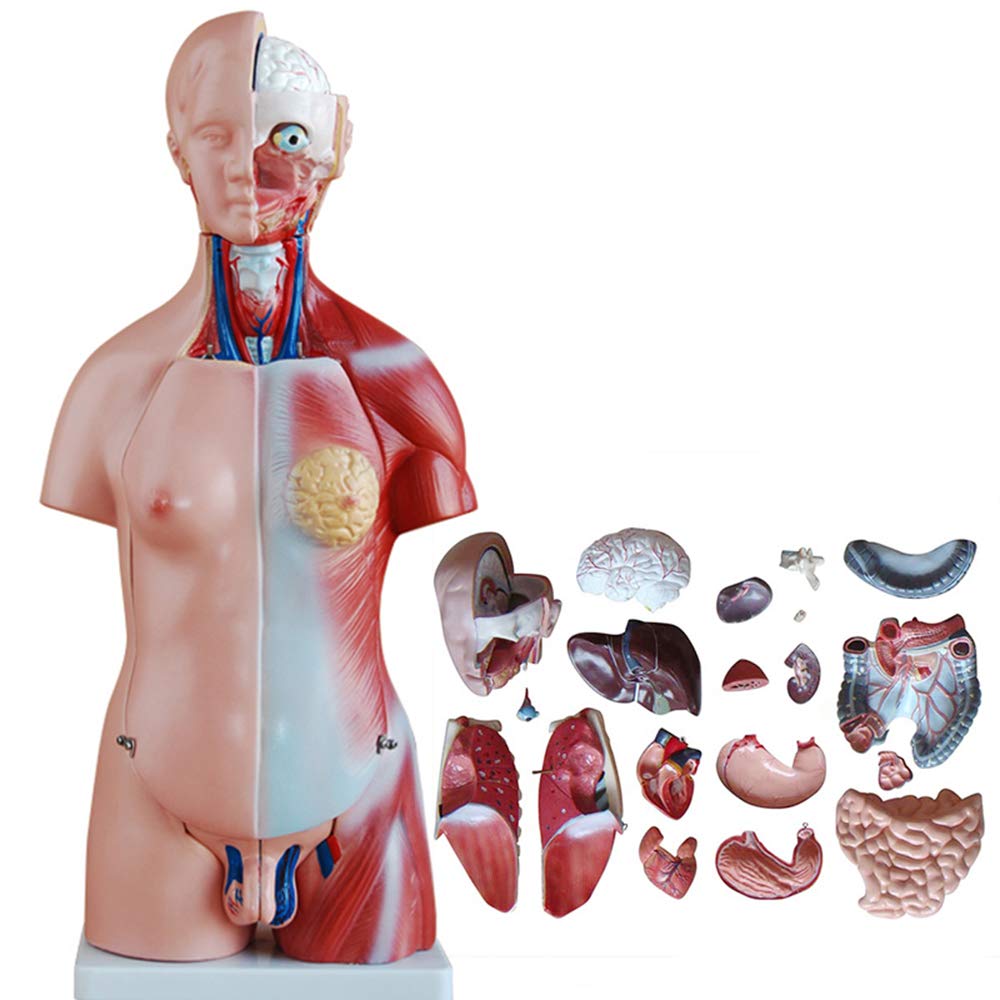 Buy LOKE Human Torso Model, 17