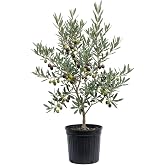 Olive Tree Live Plant, Cold Hardy Fruit Tree, 2-3 Ft Tall, 1 Gallon Pot | Potted Plant, Overwinter Indoors, Backyard Orchard, Self Fruitful, Matures 10-25 Feet, Moderate Watering