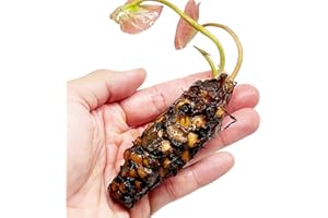 Mainam Yellow Nymphaea Inner Light Live Aquarium Plant Hardy Water Lilies Tuber for Freshwater Fish Pond Balcony