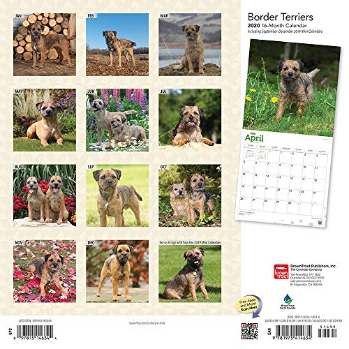 Buy Border Terriers 2020 12 x 12 Inch Monthly Square Wall Calendar, Animals Dog Breeds Terriers Free