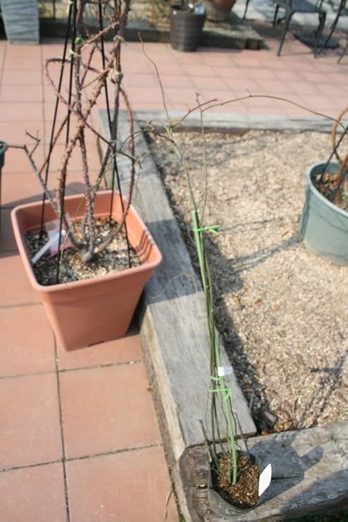 Amazon 植木苗 モッコウバラ 白 一重咲き 4 5寸苗 送料込価格 植木