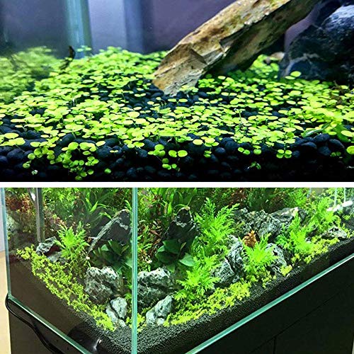 Womdee Aquarium Plant Substrate - Nature Fine Freshwater Planted Aquarium Substrate Soil, Decorative Aquarium Gravel, Creates a Natural Ecosystem for Your Aquarium Plant, Pack of 500 g - Thumbnail 3