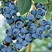 Blue Crop Blueberry Plant - Large/Delicious/Midseason - 2 .5" Pot