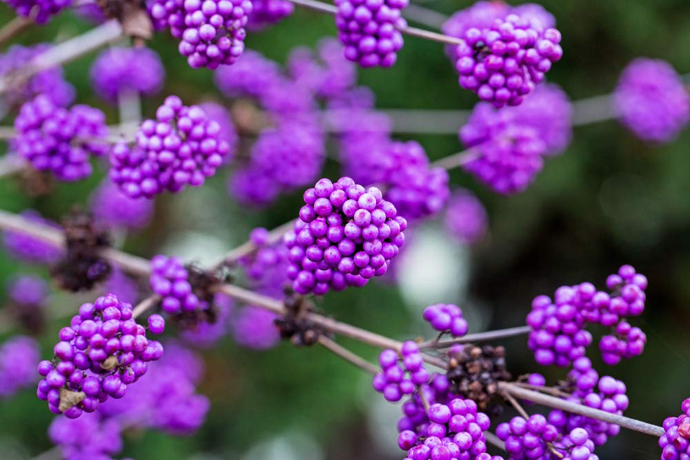 Purple berry. Purple berry