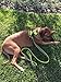 Chai's Choice Best Outdoor Adventure Dog Harness (X-Large, Green)