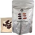 Thailand Unique Chocolate Covered Silkworm Pupae - 10 Gram Bag of Dehydrated Edible Insects for Humans, Nutritious Bugs Superfood Weird Unusual Snack Gift