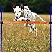 ZOIC Pet Dogs Outdoor Games Agility Exercise Training Equipment Jump Hurdle bar Obedience Show Training for Doggie