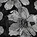 Scarf_tradinginc® FloralLight Weight X-large Infinity Scarf (Black White)