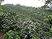 Colombian Green Unroasted Coffee Beans 3- Pounds Single Origin Farm - Barcelona