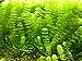 Cabomba Caroliniana - 4+ Stems | Freshwater Aquatic Plant