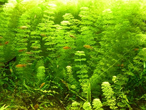 Cabomba Caroliniana - 4+ Stems | Freshwater Aquatic Plant Cabomba Caroliniana - 4+ Stems | Freshwater Aquatic Plant