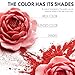 Mica Powder - Epoxy Resin Dye - Soap Making Kit - Soap Making dye - 28 Coloring - Powdered Pigments Set - Hand Soap Making Supplies - Organic Mica Powder