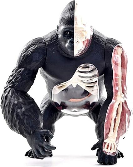 Amazon Com Educational Model Orangutan Model Animal Anatomy Model Anatomical Silverback Ape Organ Structure Model For Medical Educational Training Aid Medical Models Sports Outdoors