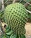 25 Giant Soursop SeedsRareExotic Annona Muricata, Graviola, Guanabana by Giant Bean Bag Chairs primary