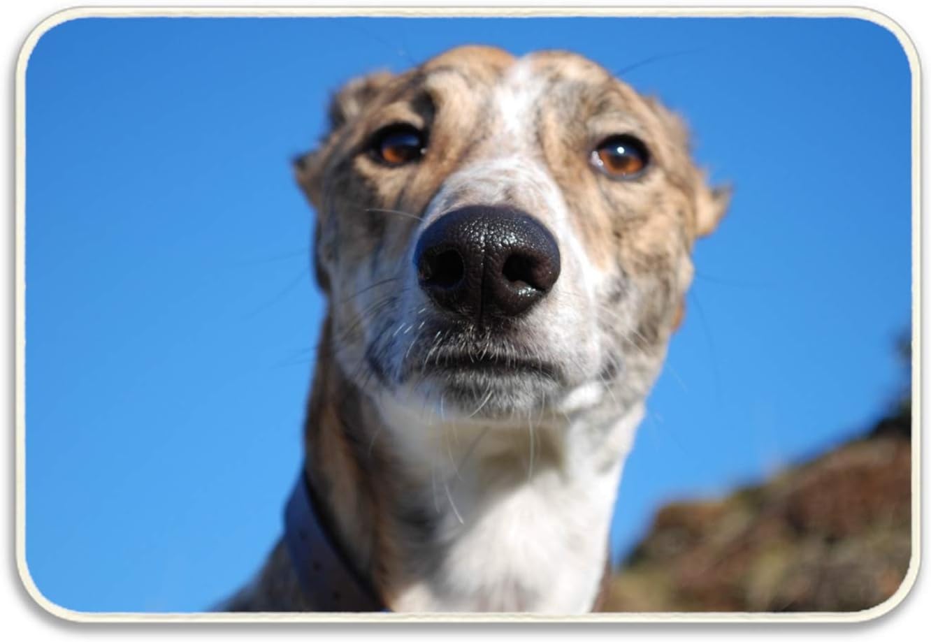 Amazon 犬の顔スカイビュー斑点t Shirt Tシャツ 半袖 カジュアル ファション 快適 吸汗速乾 無地 夏 玄関マット オンライン通販