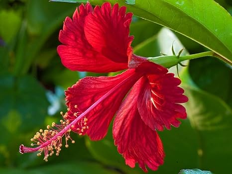 Image result for gudhal flower