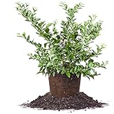 Perfect Plants Rabbiteye Blueberry Bush, 1 Gallon, Live Fruit | Three varieties cross pollinate for summer-long berries, zones 7-9, heat and drought tolerant, Florida family grown
