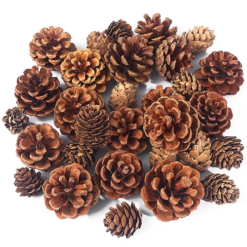 JOHOUSE 30PCS Christmas Pine Cones, Natural Pinecones for Crafts Assortment Rustic Pine Cones for Decorating Christmas Winter Holidays Table Bowl Fillers