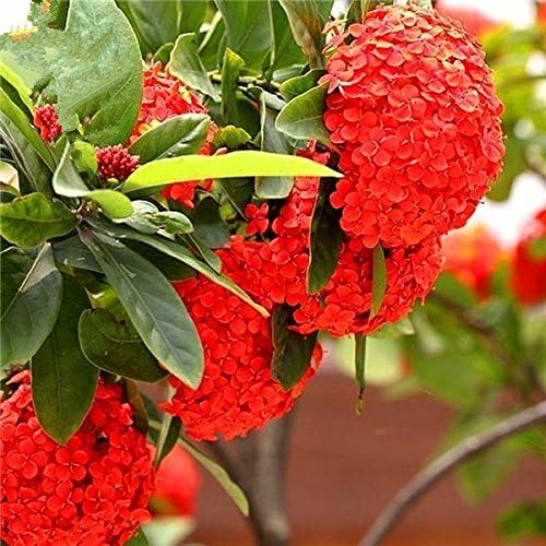 20 pcs hydrangea seed, Flower Seeds Hydrangea, Garden Flowers Seeds Outdoor Plant for Home & Garden Natural Growth for Garden Planting