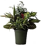 American Plant Exchange Dish Garden – 6-Inch with