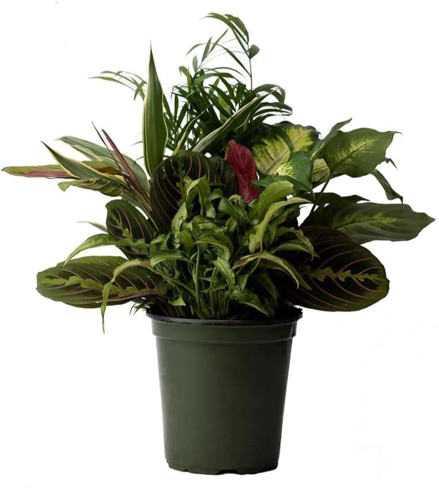 American Plant Exchange Dish Garden – 6-Inch with