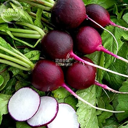 Pinkdosea 2018 Vendita Calda Semi Di Ortaggi A Semi Rotondi Viola Ravanello 150 Semi Verdure Rosse Scure Organiche Amazon It Giardino E Giardinaggio