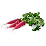 Red Radish Seeds, Radish Full Red, Mooli Seeds - 100 Seeds by AllThatGrows