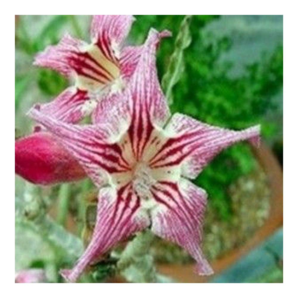 2 seeds impala lily desert rose Karoo rose Adenium obesum Crispum Home