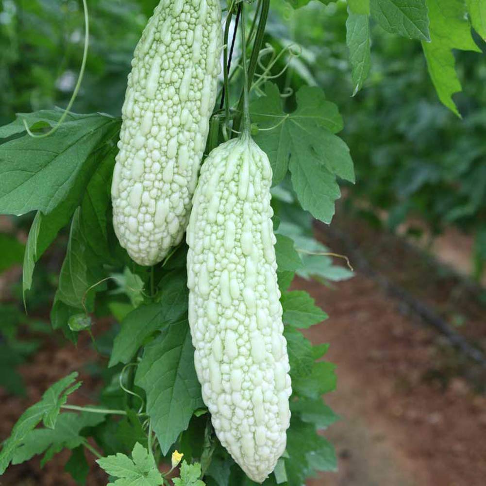 Bitter Melon Seeds 10g About 40pcs Momordica Charantia Bitter Gourd Vegetable Herb Vine Organic Edible Fresh Seeds For Planting Garden Yard Outdoor Buy Online In Aruba At Desertcart