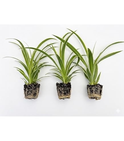 Amazon.com : Spider Plant Fertilizer  Liquid Plant Food for Longer  Runners, Greener Leaves & Healthy New Growth, 8 oz : Patio, Lawn & Garden