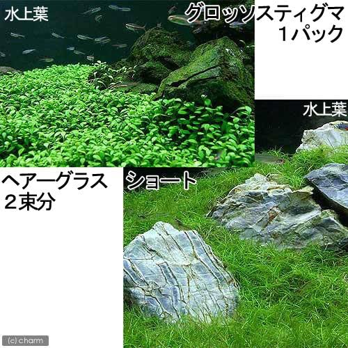 Charm チャーム 水草 熱帯魚 前景 水上葉 無農薬 2種セット グロッソスティグマ 1パック