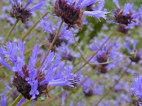 ScoutSeed Salvia clevelandii - Sabio azul - Nativo de ...