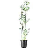 Bambusa Green Hedge Bamboo - Non-Invasive, Clumping Bamboo - 1 Gallon Size