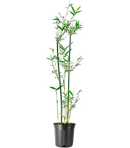 Amazon.com : Green Hedge Clumping Bamboo Plant/Bambusa multiplex -  Non-Invasive Form : Patio, Lawn & Garden