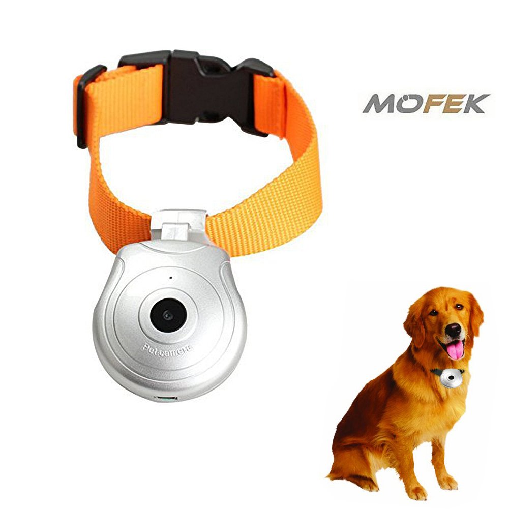 dog collar video camera