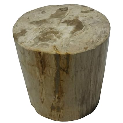 Amazon Com Round Petrified Wood Side Table 16 W X 17 H