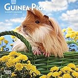 Guinea Pigs 2019 7 x 7 Inch Monthly Mini Wall Calendar, Domestic Animals Small Pets (Multilingual Ed by 