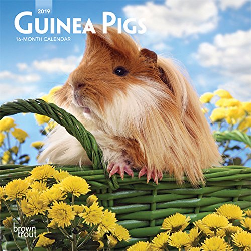 Guinea Pigs 2019 7 x 7 Inch Monthly Mini Wall Calendar, Domestic Animals Small Pets (Multilingual Ed by (Calendar)