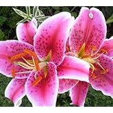 Roberta's 12-Piece Oriental Stargazer Lily Collection