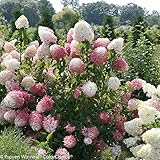 Zinfin Doll Hydrangea - 4