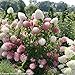 Zinfin Doll Hydrangea - 4" pot - Proven Winners