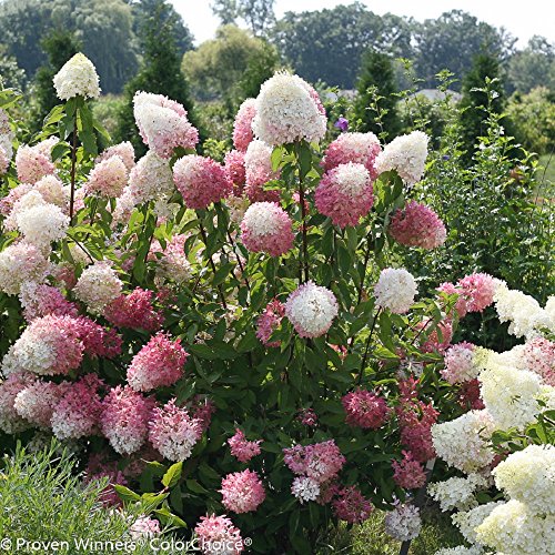Zinfin Doll Hydrangea - 4 Zinfin Doll Hydrangea - 4