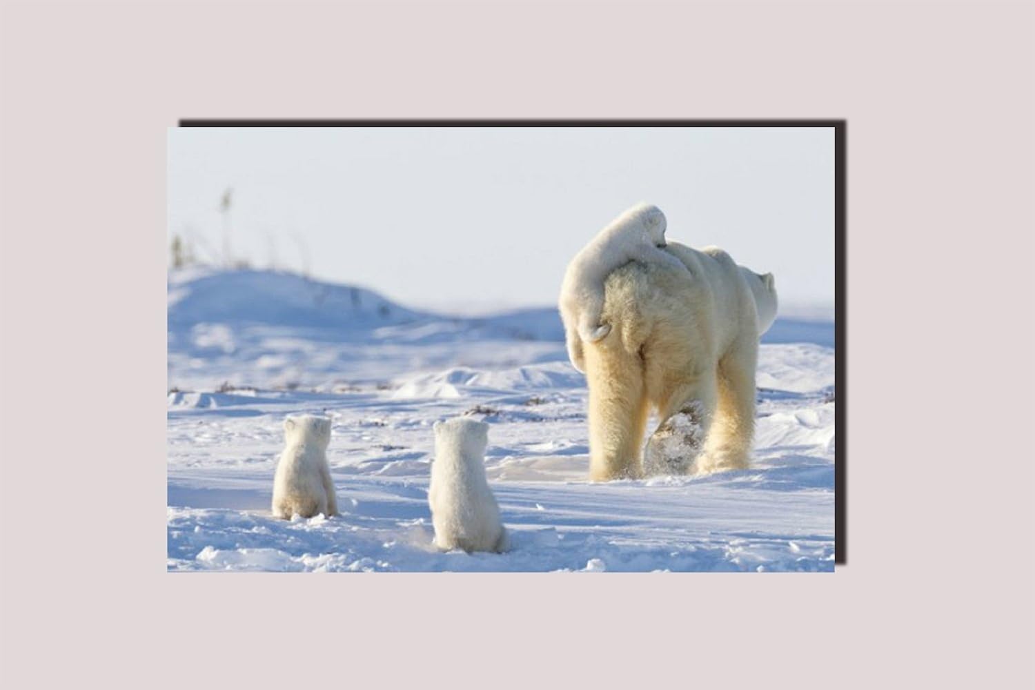 Posterforhome Poster Mit Eisbar Mummy Bear Und Baby Bar Spielt Im Schnee 50 8 X 76 2 Cm Amazon De Kuche Haushalt