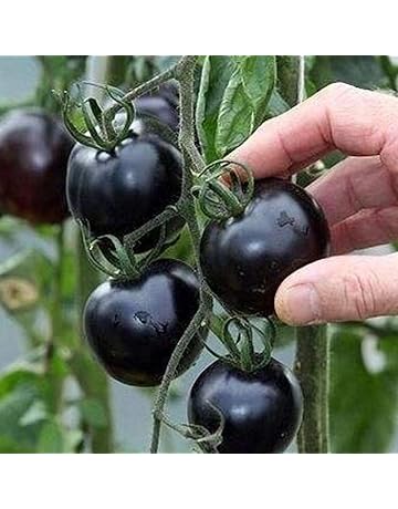 Amazon.es: Huertos urbanos y kits: Jardín