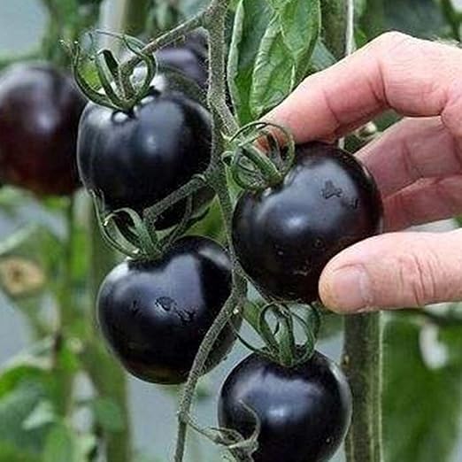 FastDirect Semillas de Tomate Negro 50 PCS Semillas de Verduras ...