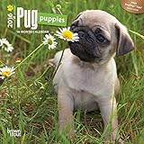 Pug Puppies 2016 Small Wall Calendar