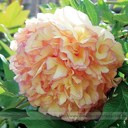 ! Loss Promotion Sale! Rare Dark Gold Light Red Kinkaku Tree Peony Flower Seeds, Professional Pack, 5 Seeds / Pack, Paeonia Suffruticosa