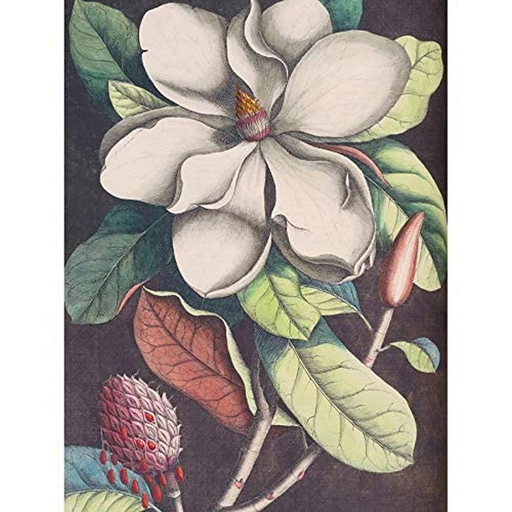 Wee Blue Coo Flower Magnolia Botany Art Print Canvas Premium Wall Decor Poster