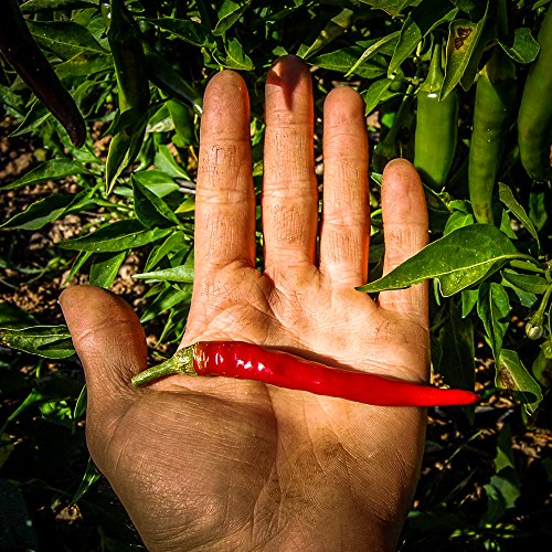 All Good Things Organic Seeds Cayenne Chili Pepper Seeds (~40) All Good Things Organic Seeds Cayenne Chili Pepper Seeds (~40)