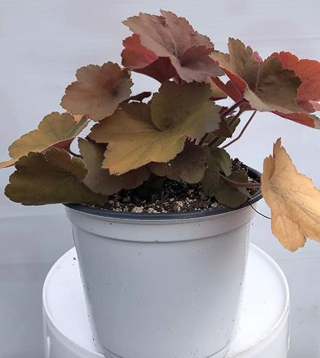 Amazon Com Heuchera Southern Comfort 3 5 5 In 1 25 Qt